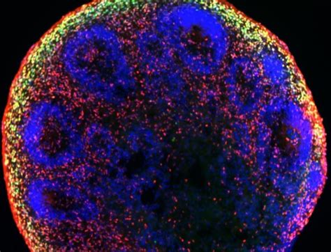 Brain Organoids Neuracell