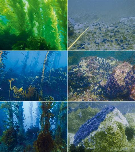 Examples Of Typical Left Column Giant Kelp Macrocystis Pyrifera