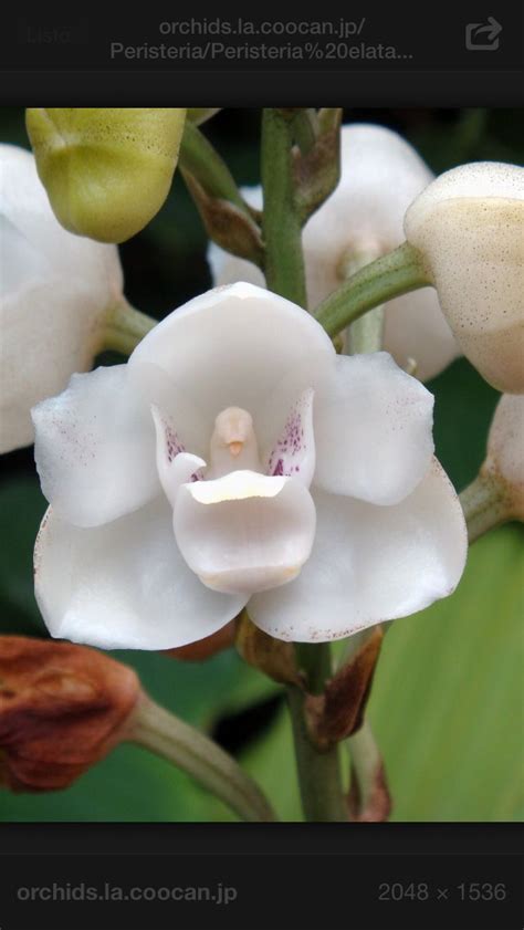 Flor Del Esp Ritu Santo Es La Flor Nacional De Panam Es Una Belleza