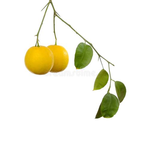 Citrus Limetta Or Sweet Lemon Tree With Ripe Fruits Stock Image Image