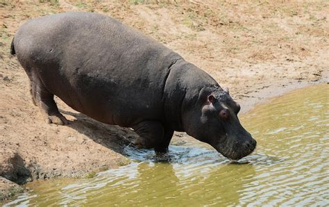 Premium Photo Hippopotamus Drinking Water In Pond