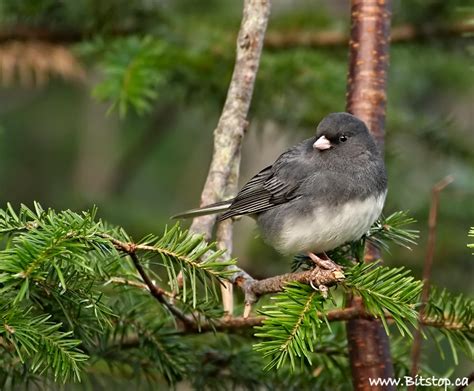 Bitstop: Slate-colored Junco (Junco hyemalis hyemalis)