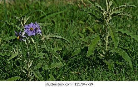 Silver Leaf Nightshade Royalty Free Images Stock Photos Pictures