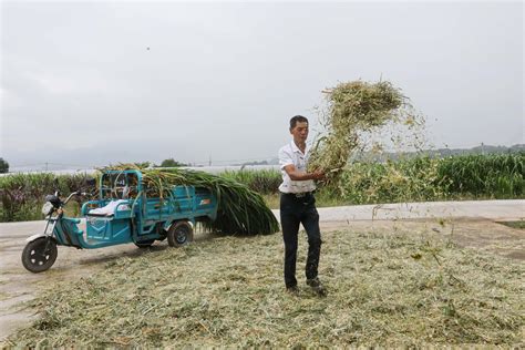 连城：种下“幸福草” 生态又富民地方频道福建站央视网