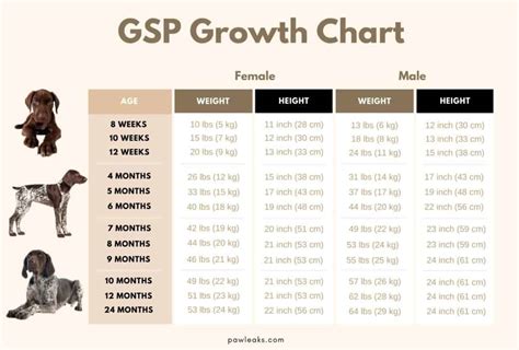 German Shorthaired Pointer Growth Chart From Pup To Full Grown Gsp Pawleaks