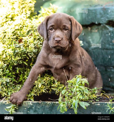 chocolate labrador, puppy Stock Photo - Alamy