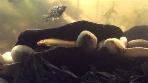 Kuhli Loaches And Chinese Algae Eater Youtube