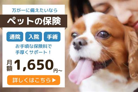 犬と飼い主の全面写真のペット保険バナーの無料バナーテンプレート 14607 デザインac