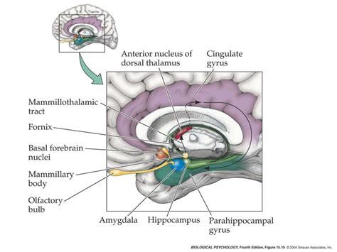 PPT - Fear, Anxiety Disorders and Amygdala PowerPoint Presentation - ID ...