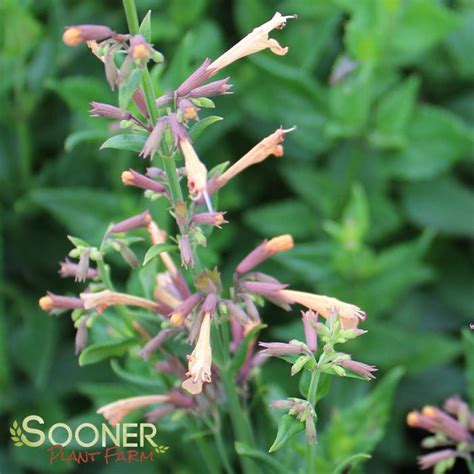 Summer Glow Hyssop Sooner Plant Farm