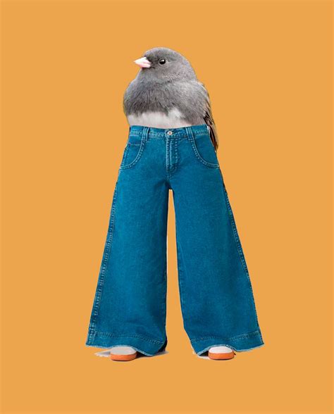 Junco wearing JNCOs : r/birdswithlegs
