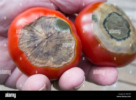 Mangel an tomaten Fotos und Bildmaterial in hoher Auflösung Alamy