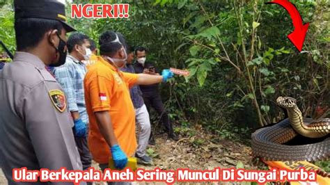 Ngeri Ular Berkepala Aneh Sering Nampak Di Sungai Purba Youtube