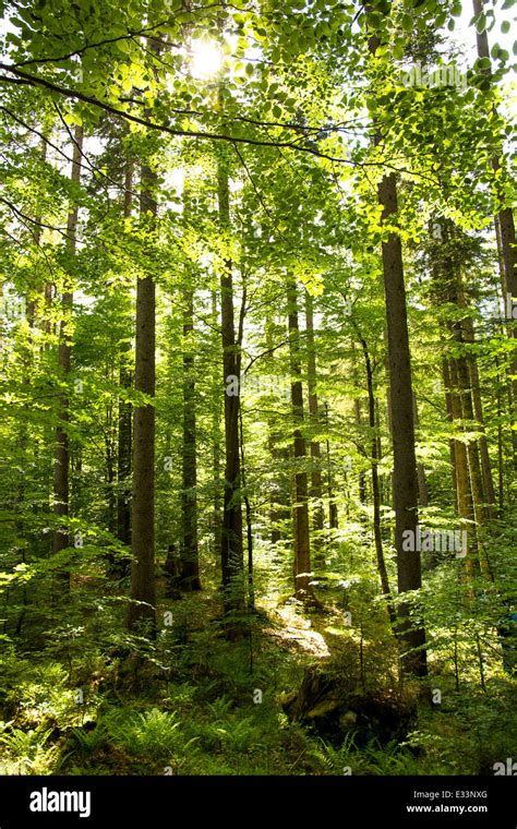 Sunlight Shines Through The Crowns Of Old Trees In A Forest In Austria