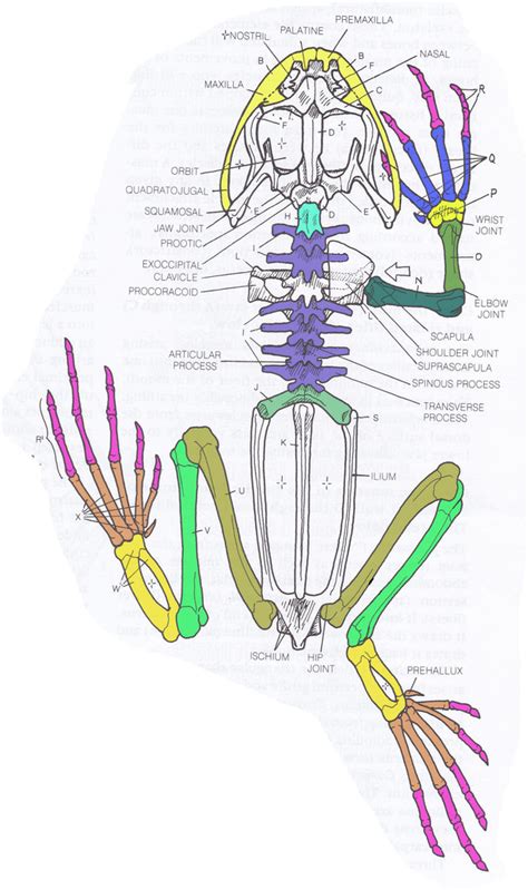 Frog Skeleton Diagram | Quizlet