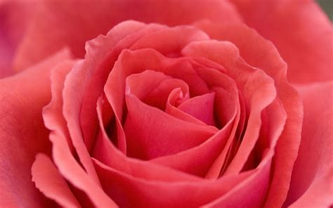 Valentine's Day Pictures 2013: Pink Roses - High Resolution Images