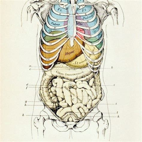 Incredible Diagram Of Organs Under Rib Cage Ideas - Bigmantova