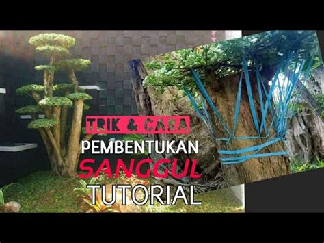 Cara Trik Dalam Pembentukan Sanggul Bonsai Taman Youtube