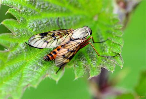 Translating Insect Defense Signals into Sound | The Hearing Review