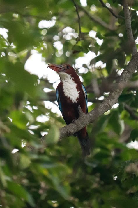 Spotted! A rare bird sighting in Bengaluru's Madiwala Lake!