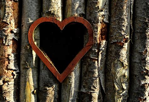 Heart Wood Tree Trunk - Free photo on Pixabay - Pixabay