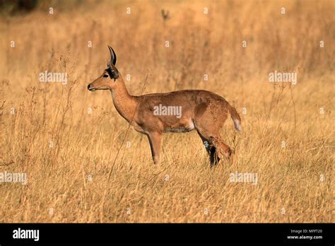 Southern Reedbuck Redunca Arundinum Central South Eastern Africa