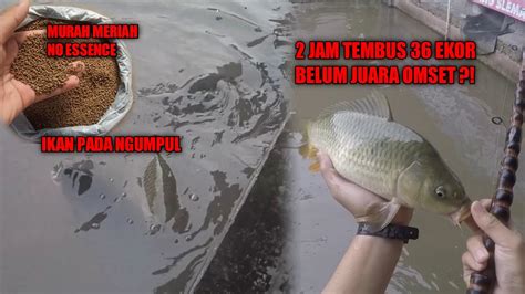 Galatama Ikan Mas Jam Ekormancing Tombro Rasa Mancing Borongan