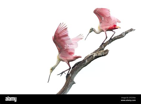 Roseate Spoonbills Platalea Ajaja Engaged In A Dispute Florida