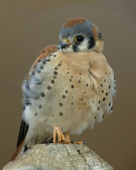 American Kestrel American Kestrel Kestrel Bird