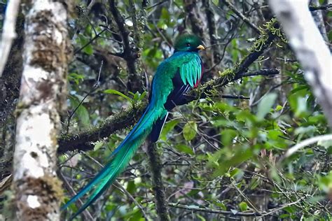 Trogons Flickr