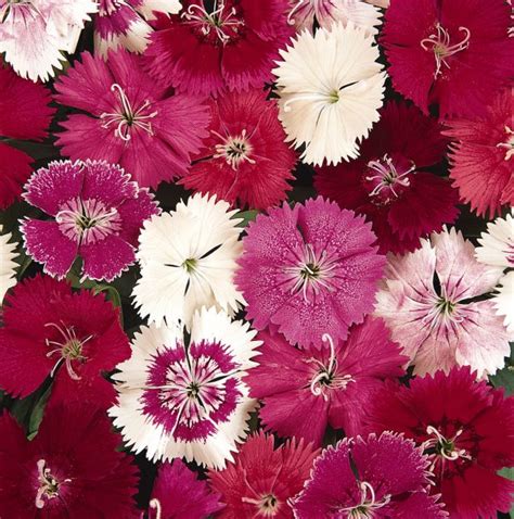 Dianthus Ideal Mix Ball Chile