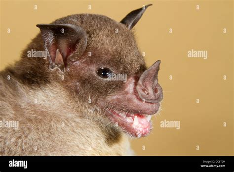 Spear Nosed Bat