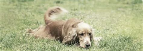 Dog Tail Injury – How to Treat That | Medrego | Types, Causes and ...