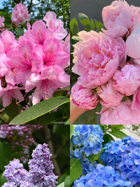 10 Beautiful Flowering Plants With HeavyBlooms | Times Now 