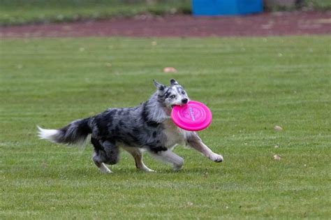 15 Best Dog Breeds for Frisbee That Will Love Playing Disc Sports – Dogster