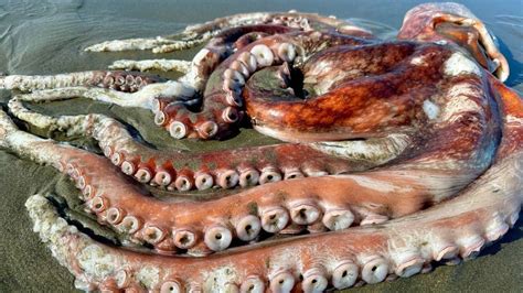 Giant Pacific Octopus Washes Up On California Beach