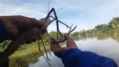 Mancing Udang Galah STRIKE 2 5ons Sepit Kuning YouTube