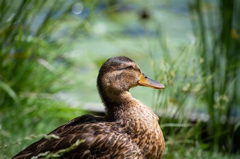 Qué comida comen los patos silvestres granjaonline