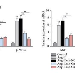 Inhibited Gm43843 relieved cardiac hypertrophy. (a) Gm43843 expression ...