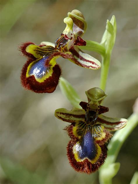 Ophrys Speculum Mirror Orchid World Of Flowering Plants