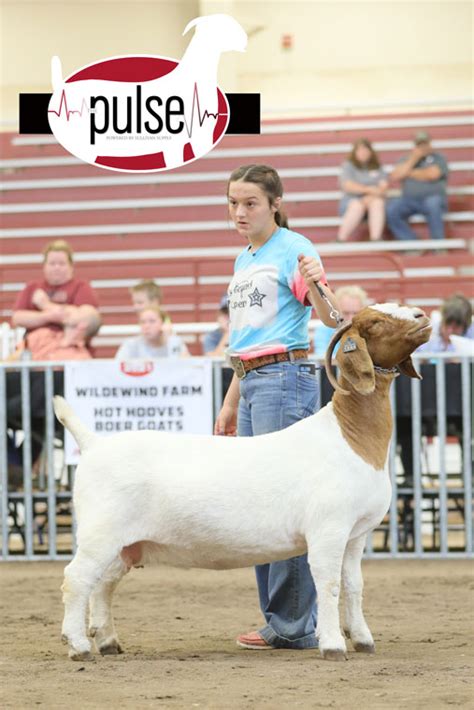 National Boer Goat Show ABGA Fullblood Does Division III The Pulse