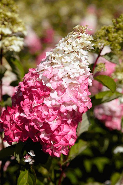 Гортензия Фрайз Мельба метельчатая: фото и описание, уход и посадка ...