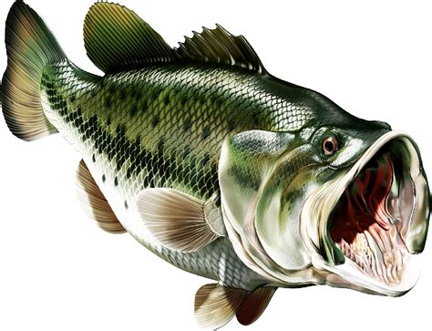Amazon.com: Large Mouth Bass Beautiful Fish Decal | Fishing Decal for ... 