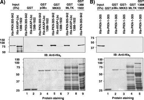 A Kinase Anchoring Protein Akap Lbc Anchors A Pkn Based Signaling