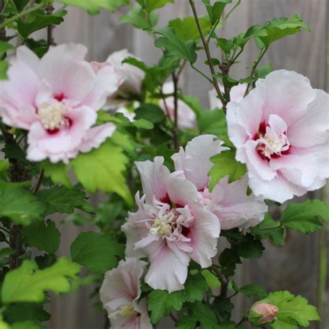 Double Pink Rose of Sharon Tree | The Sill