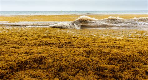 Massive Sargassum Bloom Washing Up on Florida Beaches | ACME Environmental