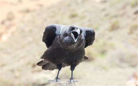 Ravens in Norse Mythology- Your Guide to the Viking Nordic Raven