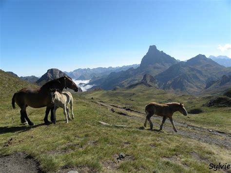 Chevaux Pyrénées Randonnée montagne Montagnes Bête