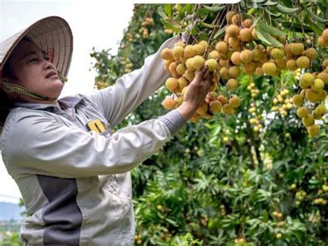 Cara Menanam Kelengkeng Dari Biji Batang Agar Cepat Berbuah