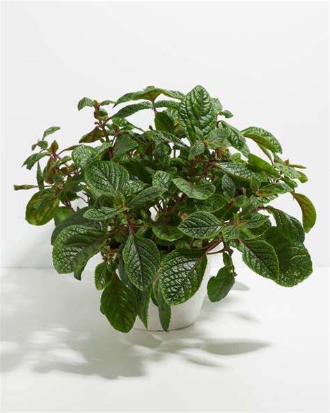 Purple Swedish Ivy Care Guide | Lively Root